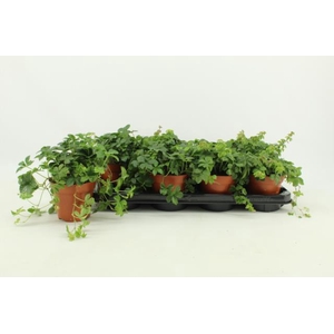 PARTHENOCISSUS INSER