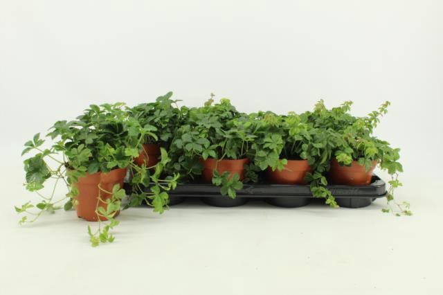 <h4>PARTHENOCISSUS INSER</h4>