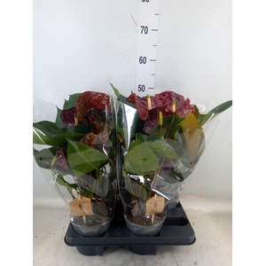 Anthurium andr. 'FC Tranquil'