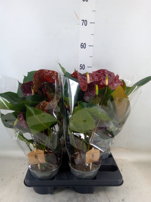 <h4>Anthurium andr. 'FC Tranquil'</h4>