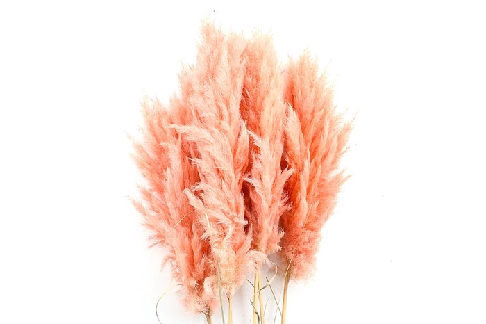 <h4>Cortaderia Apricot Super</h4>