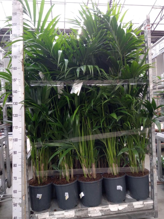 <h4>Howea forsteriana</h4>