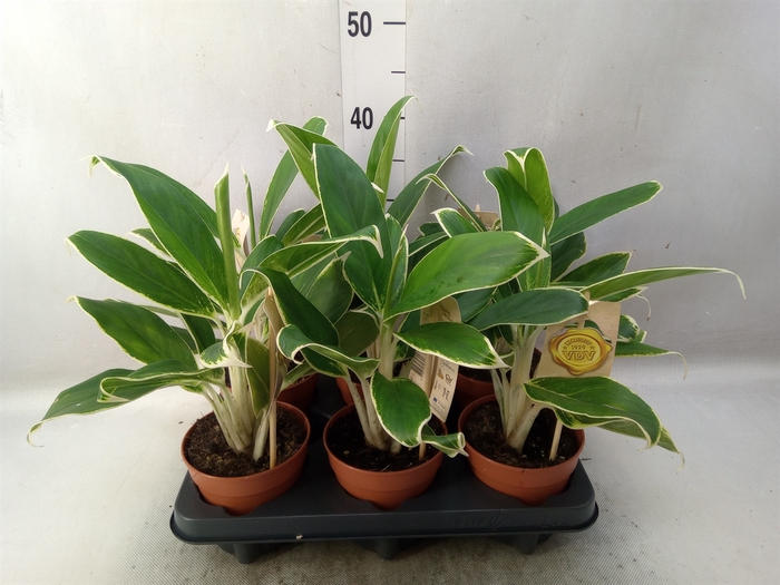 <h4>Aglaonema  'White Lime'</h4>