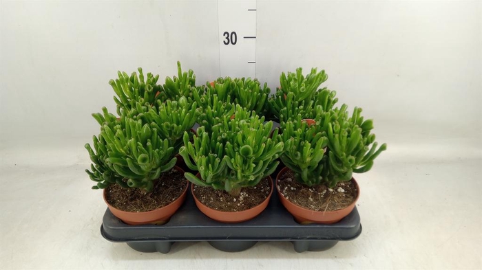 <h4>Crassula ovata 'Horn Tree'</h4>