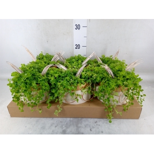 Arr.   Kamerplant Groen L%