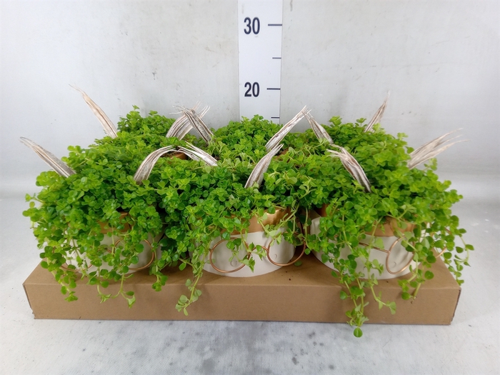 <h4>Arr.   Kamerplant Groen L%</h4>