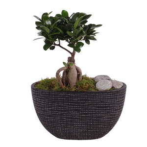 Ficus m. Ginseng ø09cm in ø26cm Luxury Ceramic