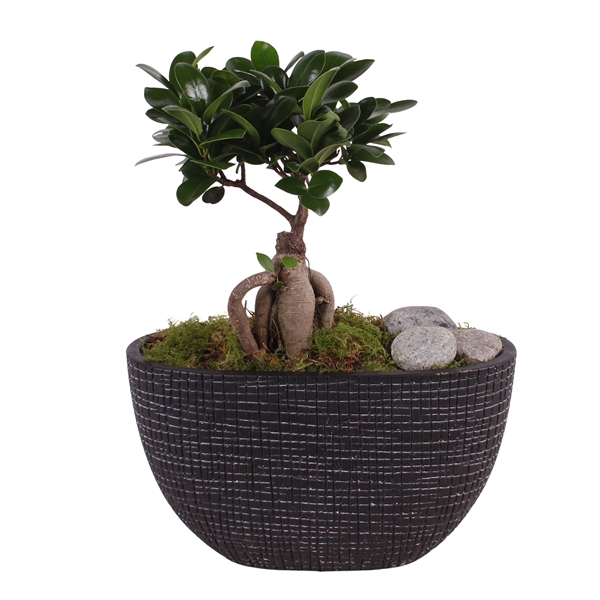 <h4>Ficus m. Ginseng ø09cm in ø26cm Luxury Ceramic</h4>