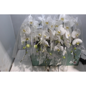 PHALAENOPSIS CASCATA P15 BRANCO MIN 11 FLS