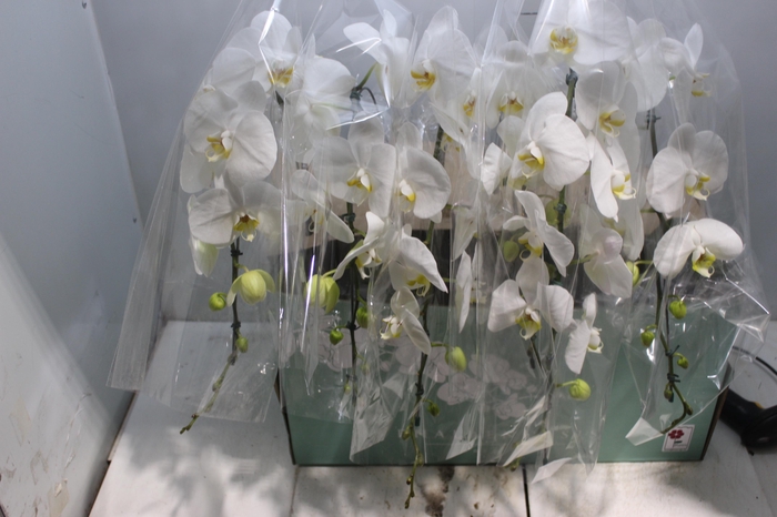 <h4>PHALAENOPSIS CASCATA P15 BRANCO MIN 11 FLS</h4>