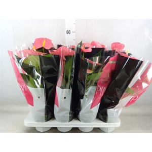 Anthurium andr. 'Colorado'