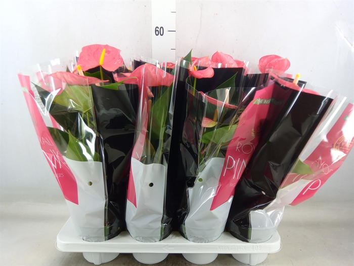 <h4>Anthurium andr. 'Colorado'</h4>
