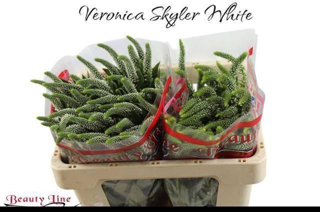 <h4>VERON L SKYLER WHITE</h4>