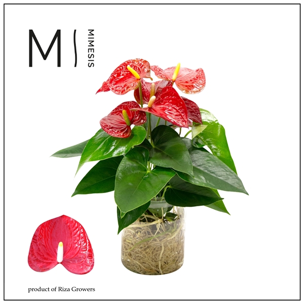 <h4>Anthurium Andreanum Grp Baby Red Imp</h4>