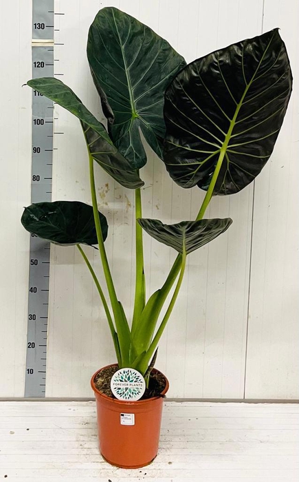 <h4>ALOC REGAL SHIELDS</h4>