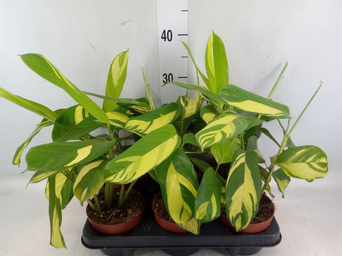 <h4>Ctenanthe pilosa 'Mosaic'</h4>