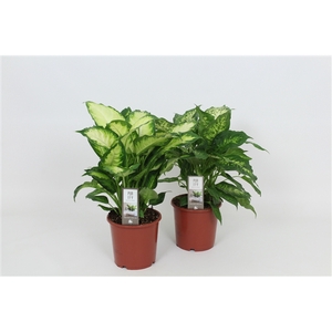 Purify Dieffenbachia Camilla/Compacta 17 cm