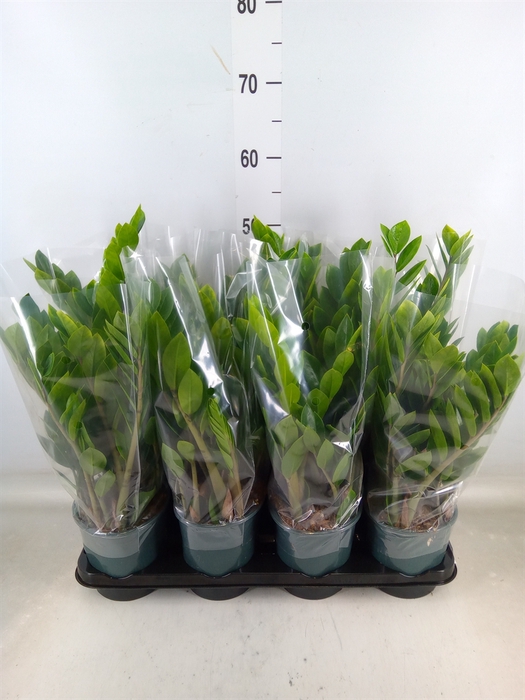 <h4>Zamioculcas zamiifolia</h4>