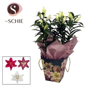 Oriental 19cm Bag BLUSH green