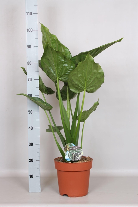 <h4>Alocasia cucullata</h4>