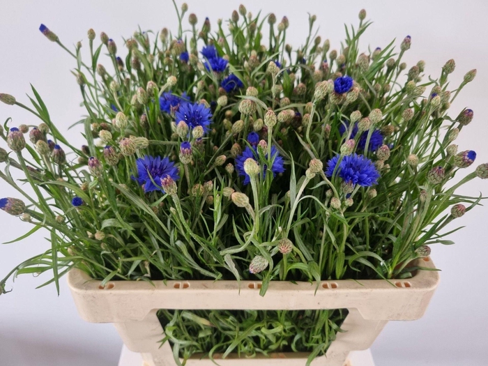<h4>CENTAUREA CYANUS CENTAU CYANUS</h4>