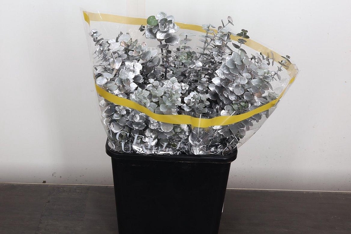 <h4>Euca Baby Blue Wx Zilver</h4>