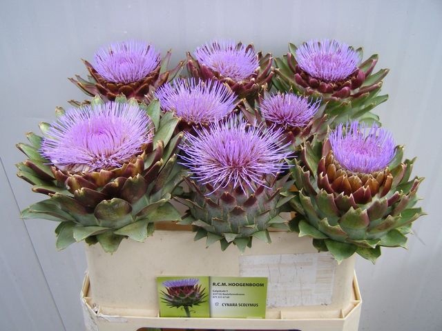 <h4>CYNARA SCOLYMUS</h4>