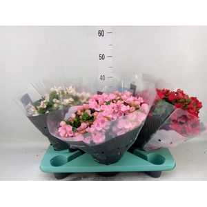 Begonia elat. EN 'Betulia' ..mix