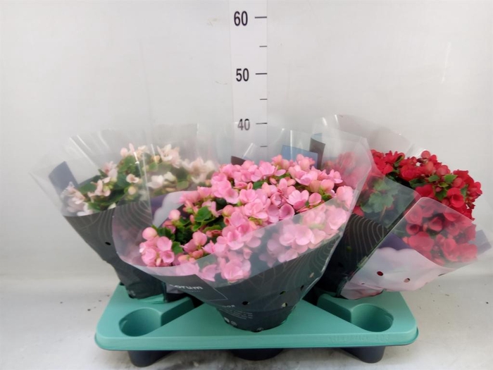 <h4>Begonia elat. EN 'Betulia' ..mix</h4>