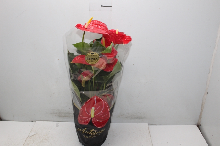 <h4>ANTHURIUM MICHIGAN P17 PREMIUM</h4>