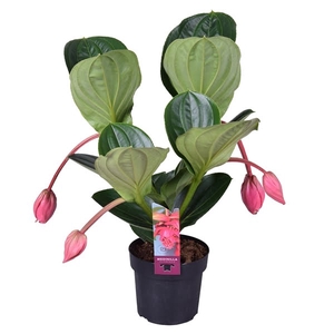 Medinilla Magnifica Flamenco 2 etage 4 knop