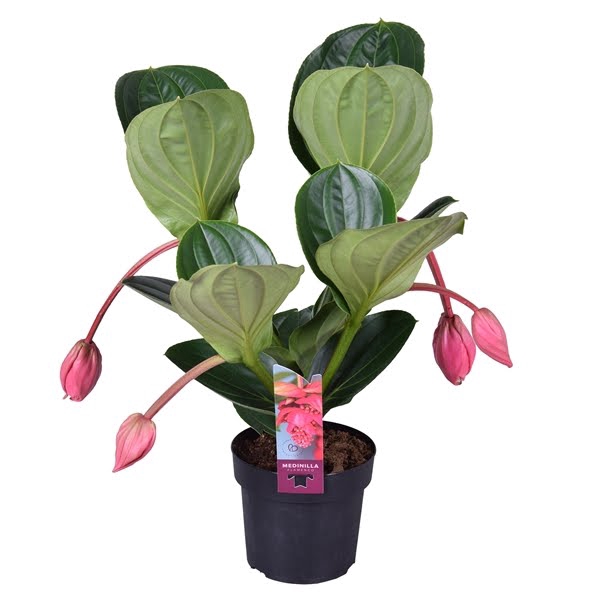 <h4>Medinilla Magnifica Flamenco 2 etage 4 knop</h4>