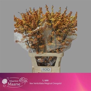 Ilex Ve Mag Cresgold