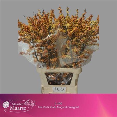 <h4>Ilex Ve Mag Cresgold</h4>