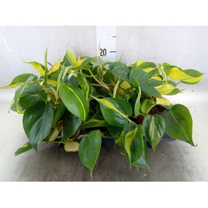 Philodendron scand. 'Brasil'