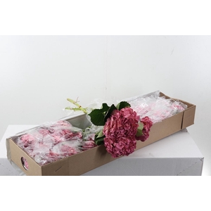 Hydr Antiguo Rosa Box