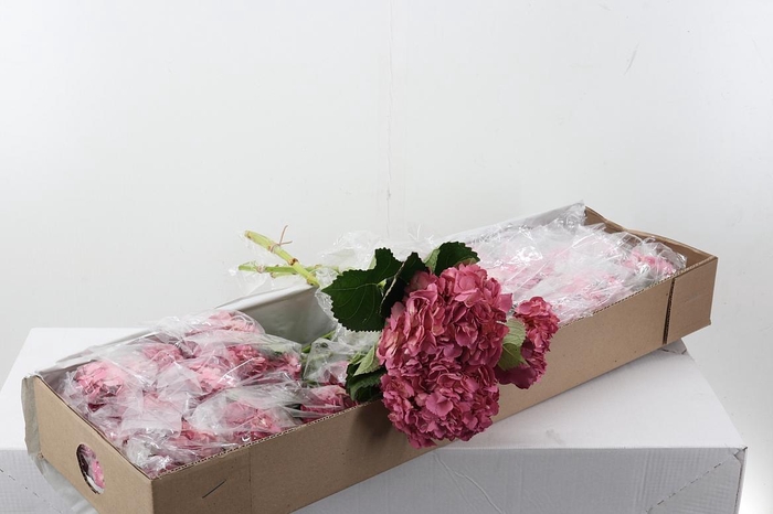 <h4>Hydr Antiguo Rosa Box</h4>