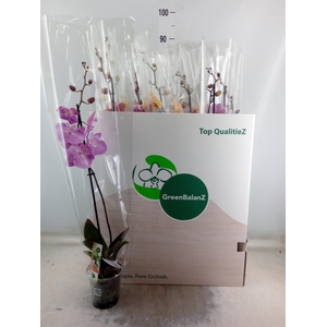 Phalaenopsis   ...mix