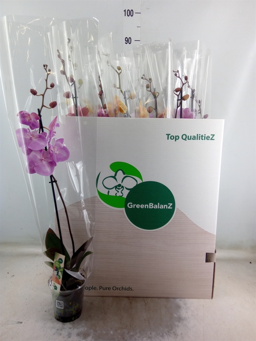 <h4>Phalaenopsis   ...mix</h4>