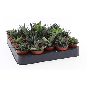 Aloe   ...mix