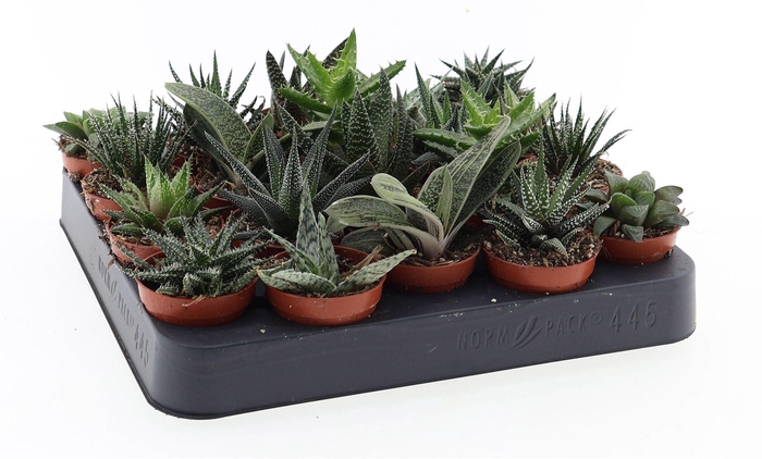 <h4>Aloe ...mix</h4>