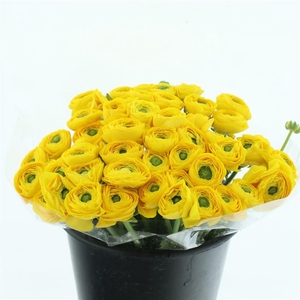 Ran Su Sr Omega Yellow Extra