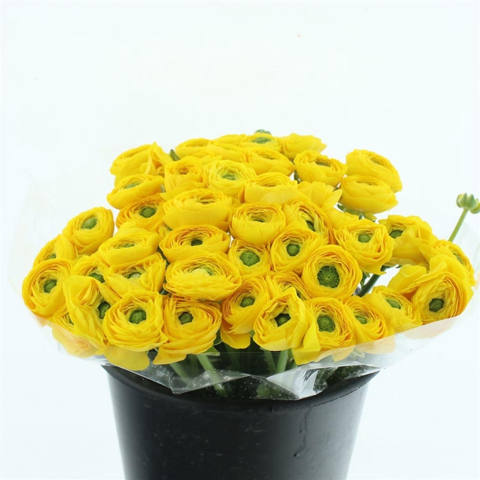 <h4>Ran Su Sr Omega Yellow Extra</h4>