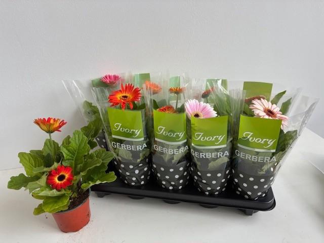 <h4>GER IVORY GEMENGD</h4>