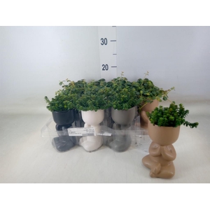 Arr.   Kamerplant Groen L%