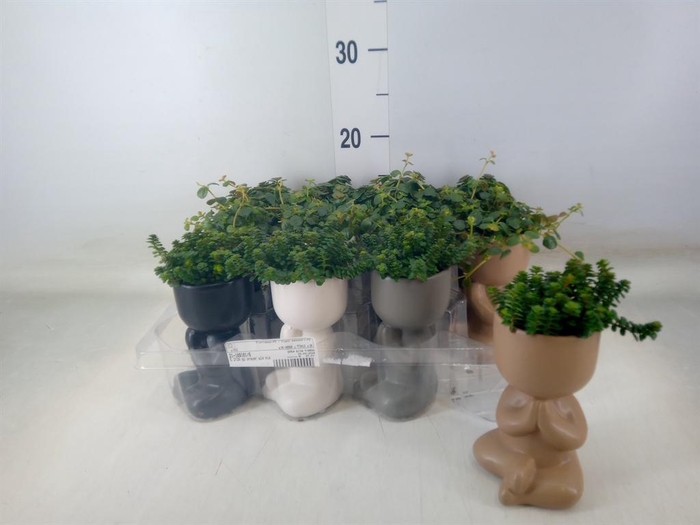 <h4>Arr.   Kamerplant Groen L%</h4>