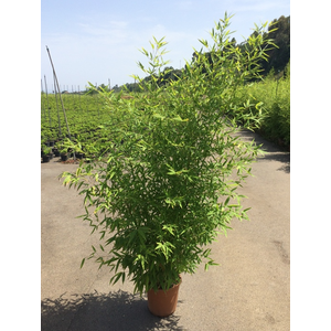 Phyllostachys aurea