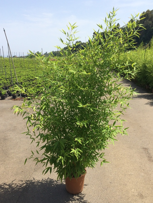 <h4>Phyllostachys aurea</h4>