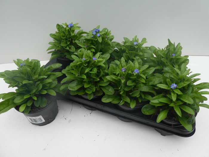 <h4>MYOS SY MON AMIE</h4>