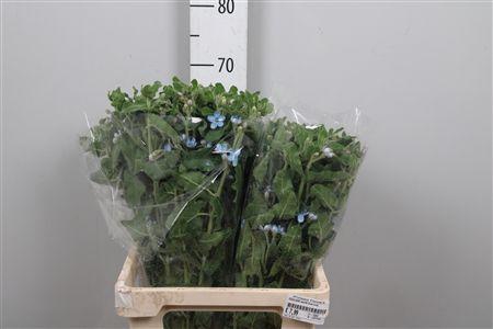 <h4>Oxy Co Tan Pure Blu</h4>